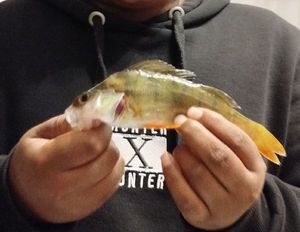 European Perch
