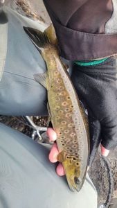 Brown Trout