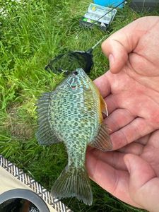 Green Sunfish