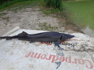 Sturgeon