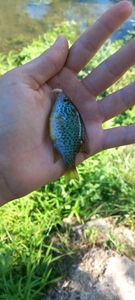 Green Sunfish