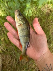 European Perch