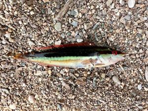 Mediterranean Rainbow Wrasse