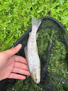 Brown Trout