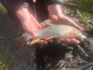 Barbel