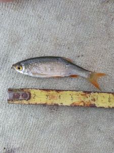 Roach