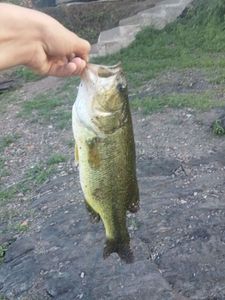 Largemouth Bass