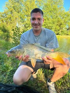 Common Carp