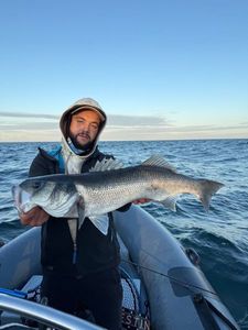 European Bass (Seabass)
