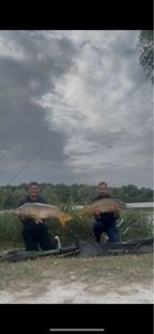 Mirror Carp