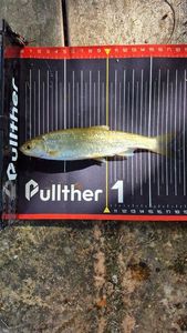 Common Dace