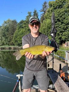 Tench