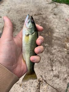 Largemouth Bass