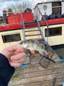 European Perch