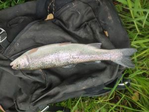 Rainbow Trout