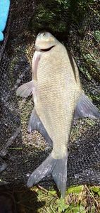 Common Bream