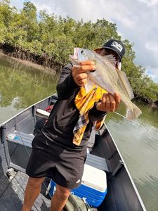 White Seabass
