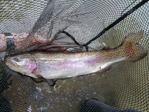 Rainbow Trout