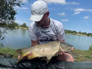 Common Carp