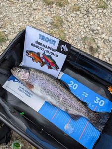 Rainbow Trout