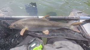 Barbel
