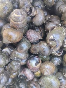 Common Periwinkle
