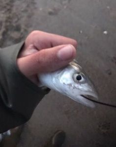 Great Barracuda