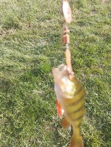 European Perch