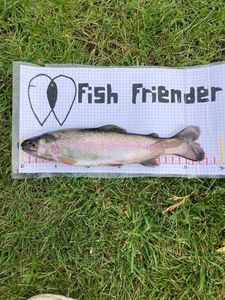 Rainbow Trout