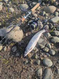 Brook Trout