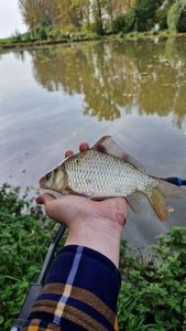 Crucian Carp