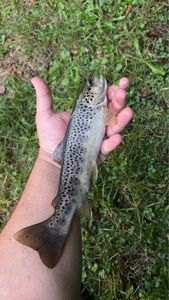 Brown Trout