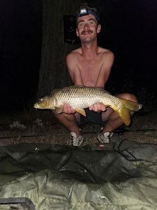 Common Carp