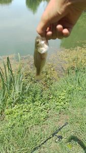 Achigan à Petite Bouche (Black-Bass)