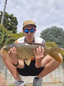 Common Carp
