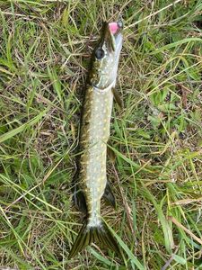 Northern Pike