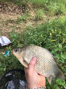 Crucian Carp