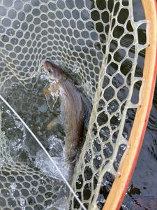 Grayling