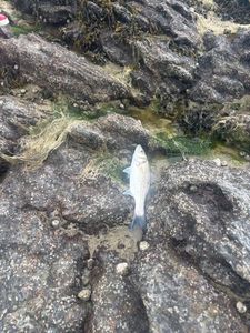 European Bass (Seabass)