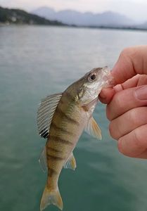 European Perch