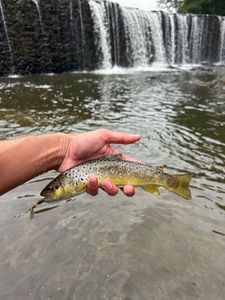 Brown Trout