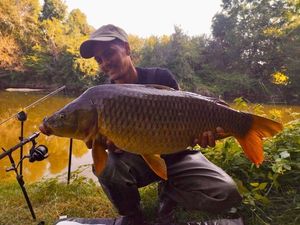 Common Carp