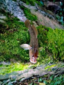 Giant Goby