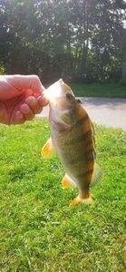 European Perch