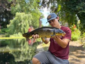 Common Carp