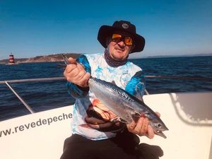 Atlantic Bonito