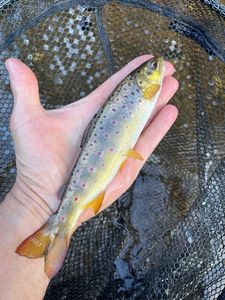 Brown Trout