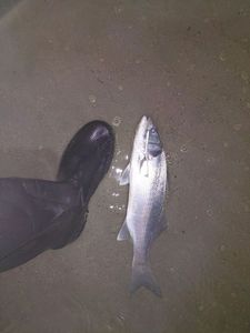 European Bass (Seabass)