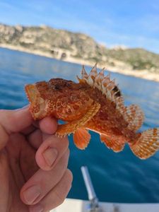 Red Scorpionfish