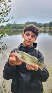 Largemouth Bass